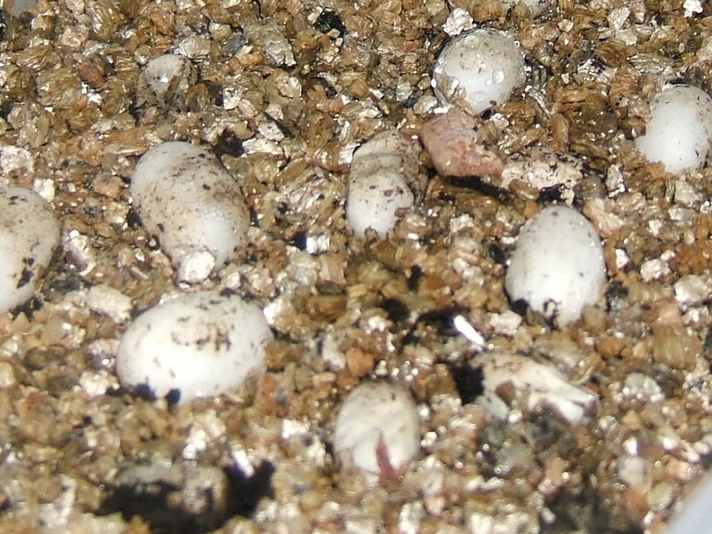 DSCF7726.jpg