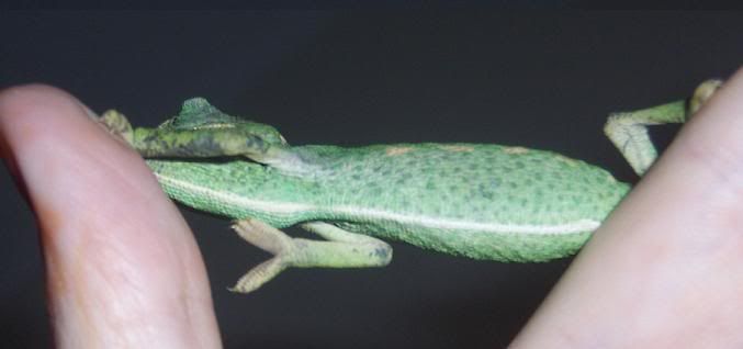 cham023.jpg