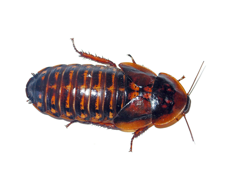 dubia_female1.jpg