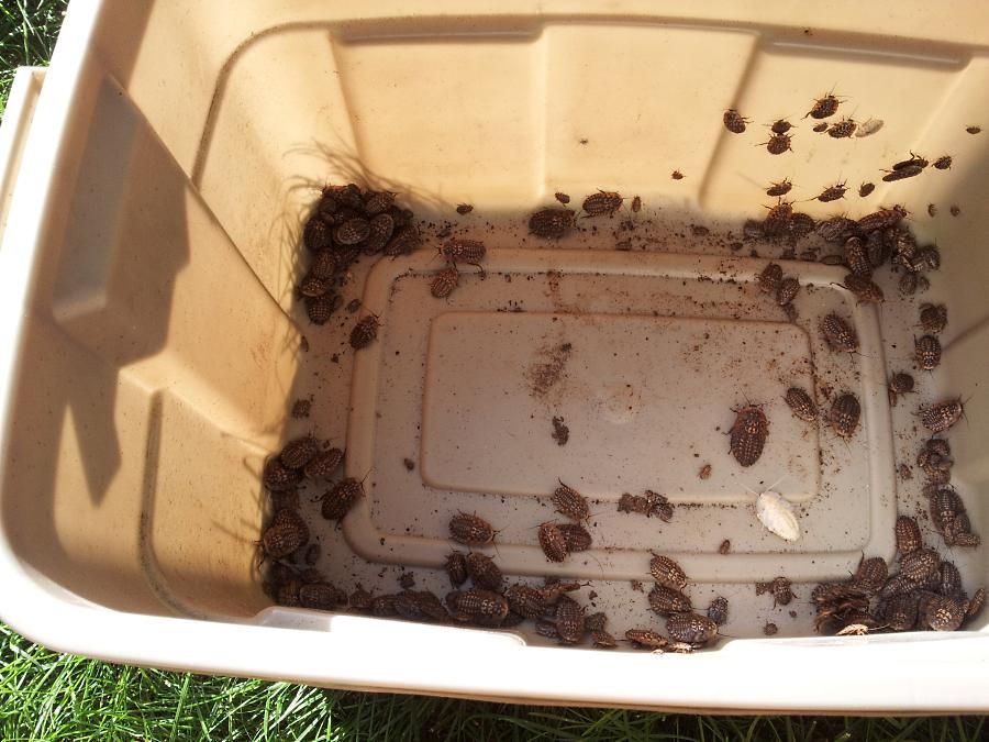 200bigroaches2.jpg