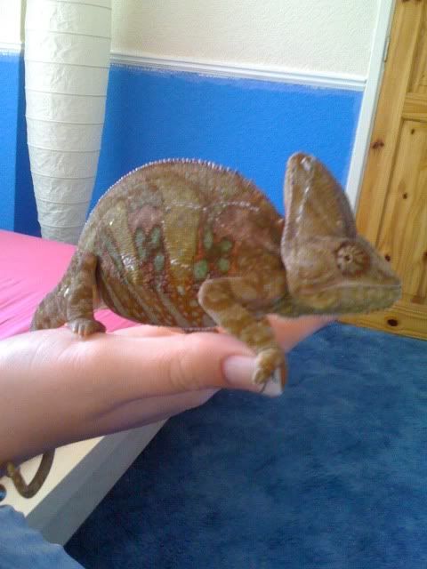 chameleon2.jpg