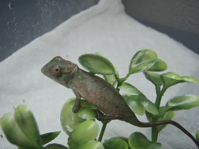 MyChameleons165.jpg