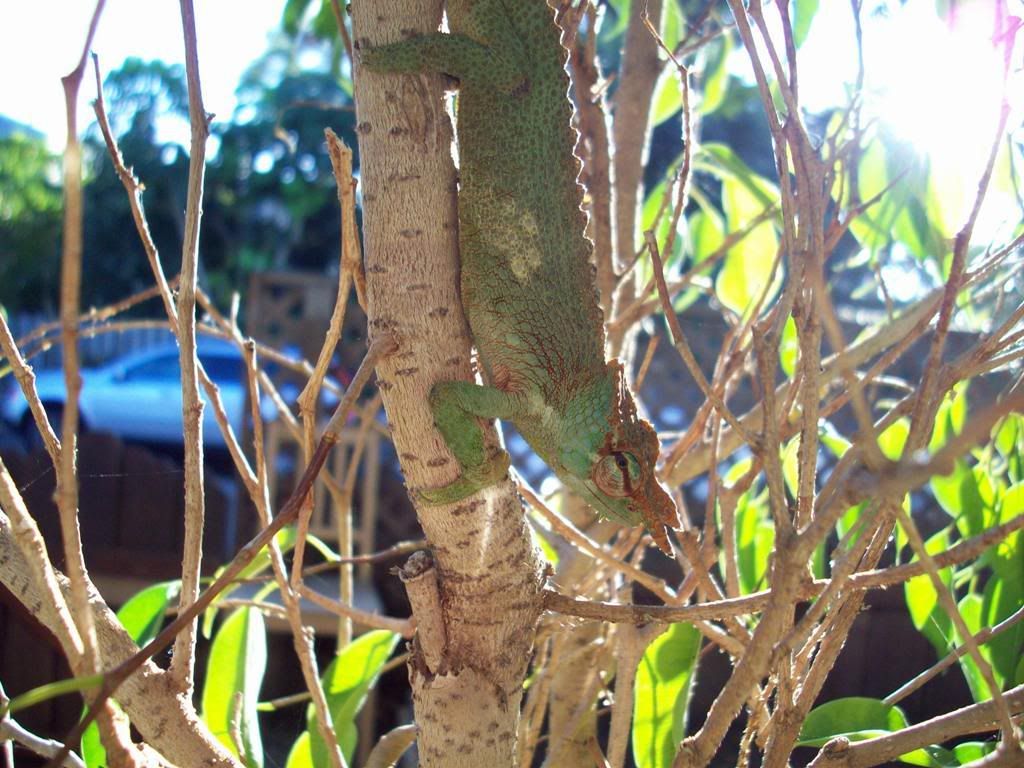 100_0387a.jpg