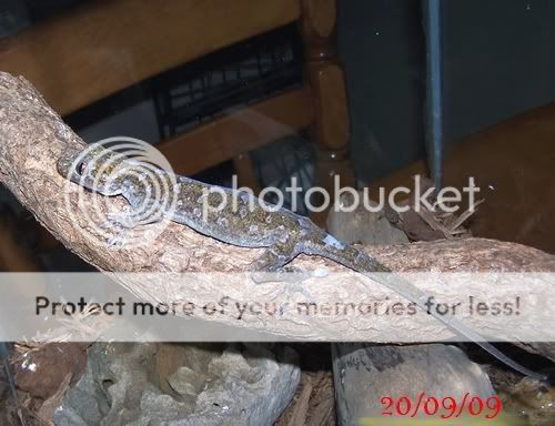 gecko3.jpg
