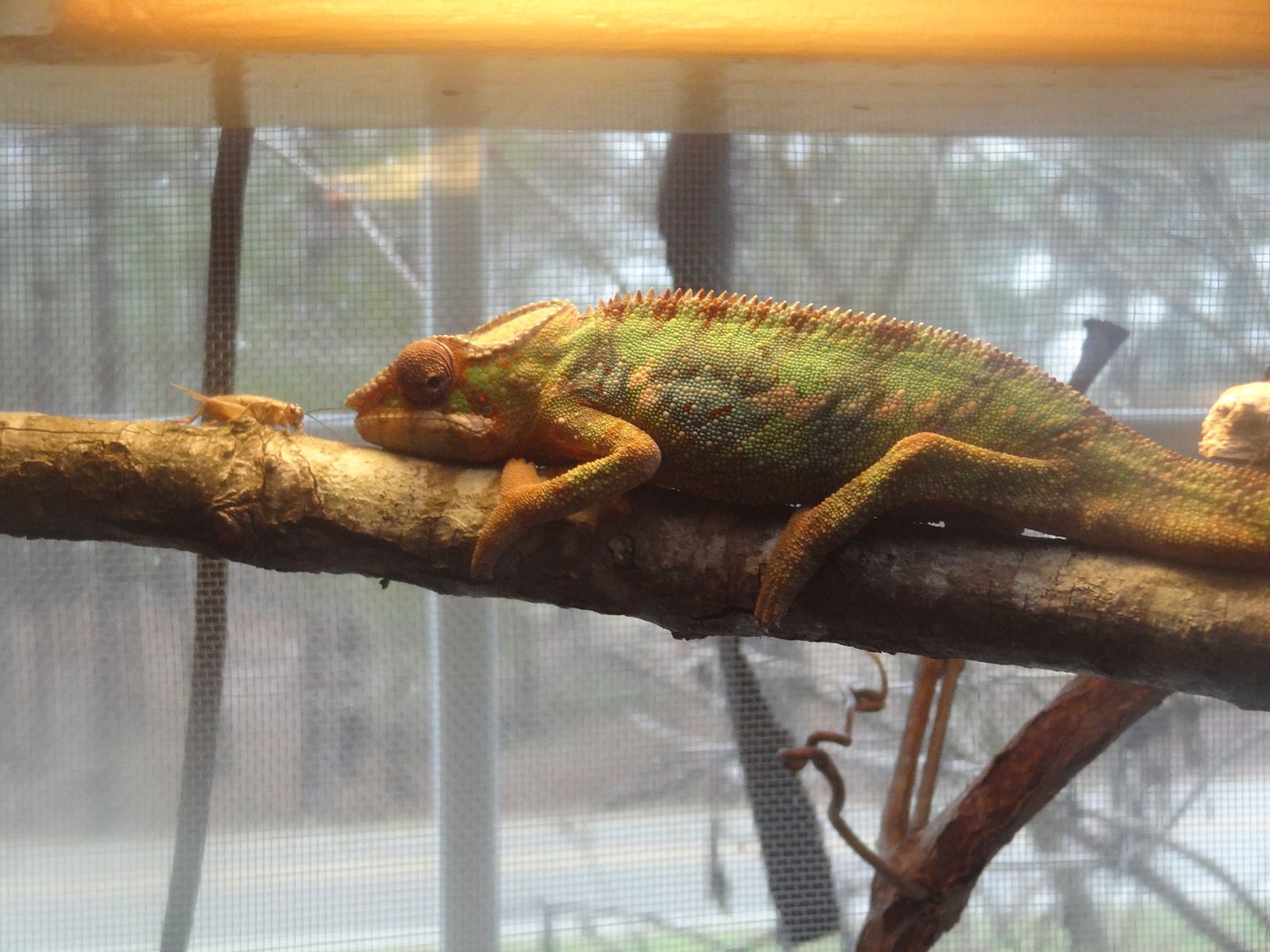 Chameleon070_zps054b16ea.jpg