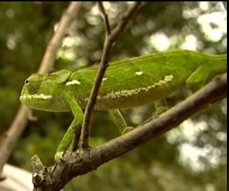 chameleon4.jpg