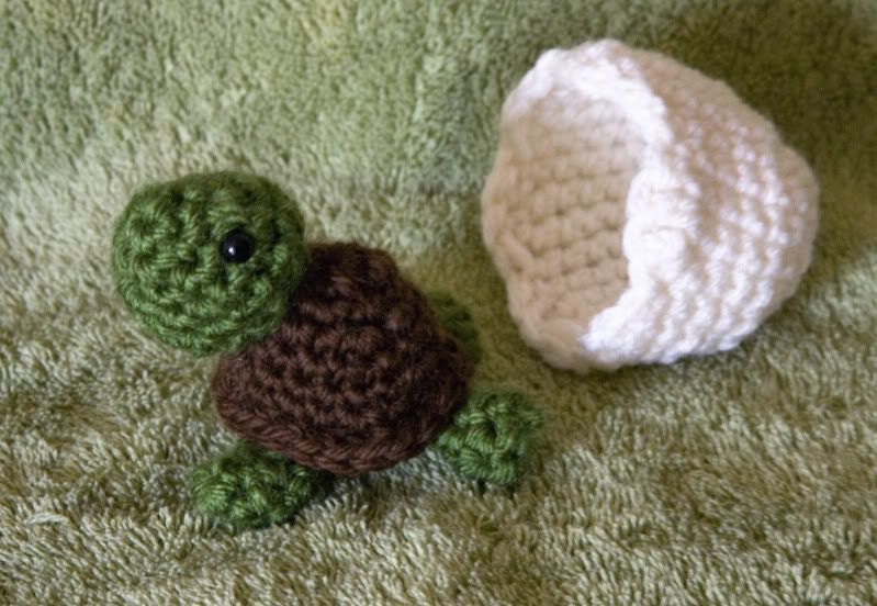 turtle.jpg
