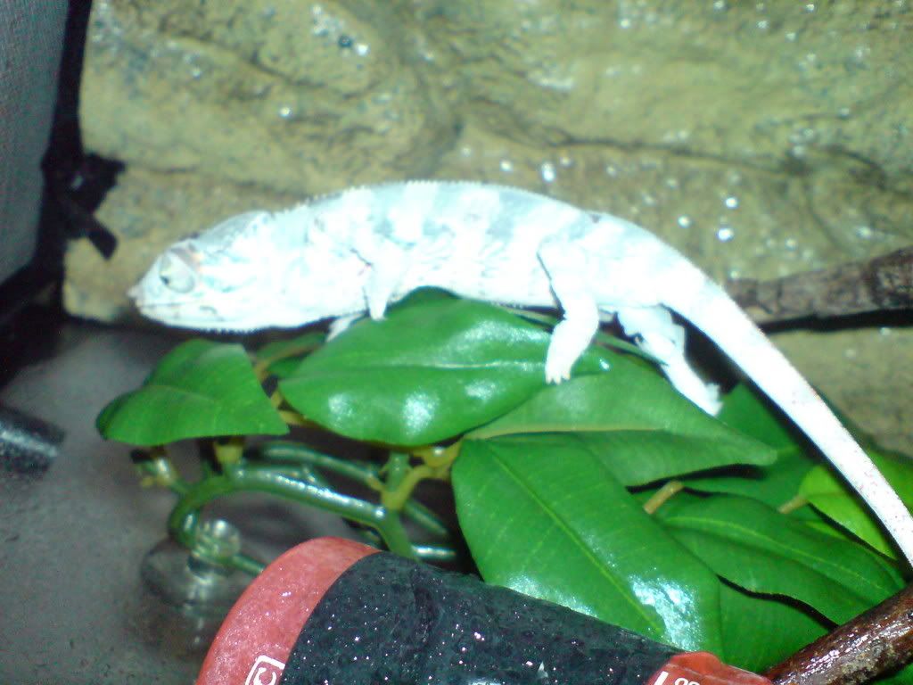 DSC01603.jpg
