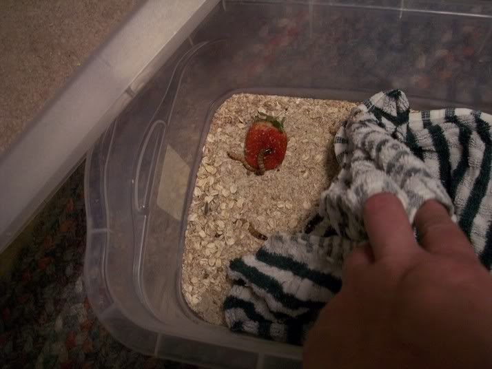 superwormfood.jpg