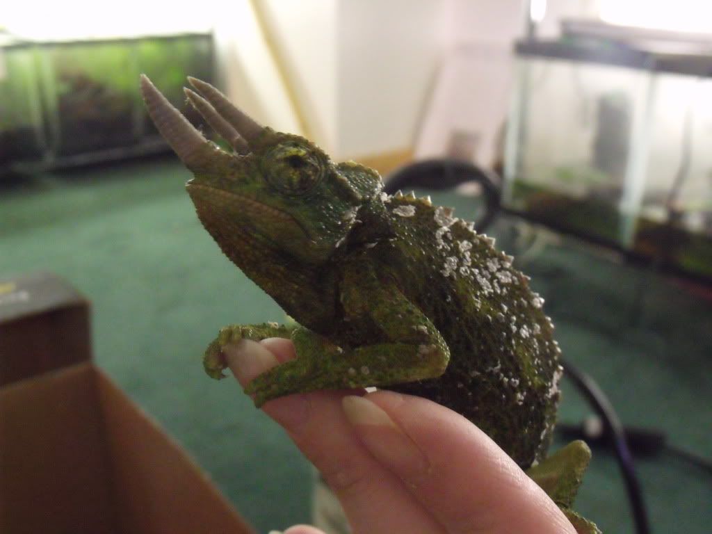 2010_0427chams0017.jpg