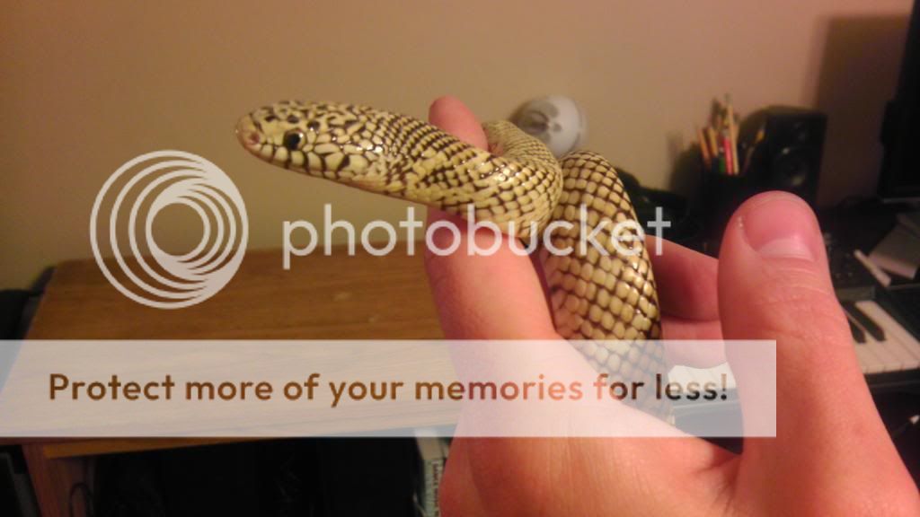 snakehand_zpsab107ab5.jpg