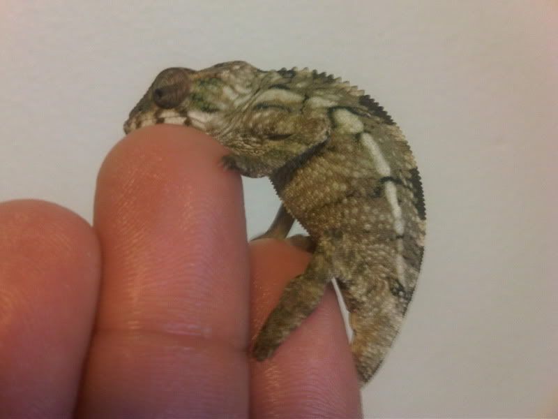 chameleon4171.jpg