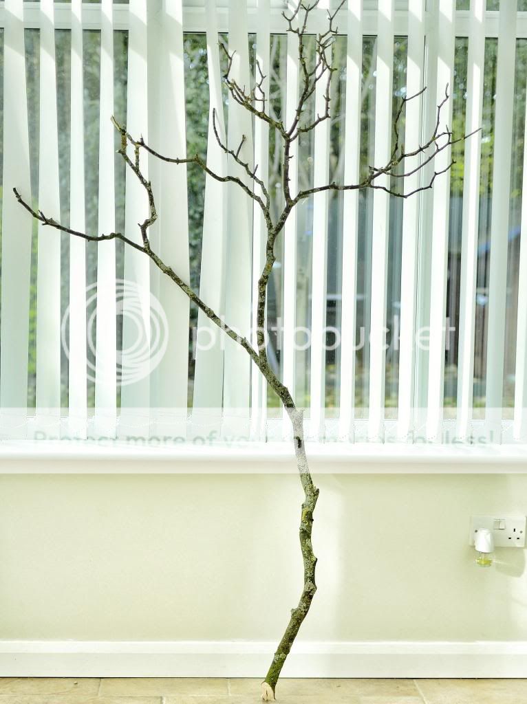 image_zpsc1628b3f.jpg