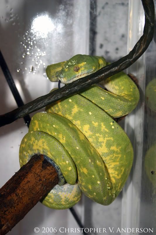 Moreliaviridis017copya.jpg
