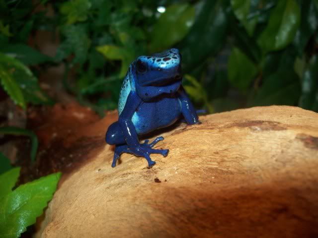 camandbluedarts008.jpg