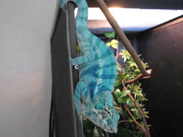 champics051.jpg