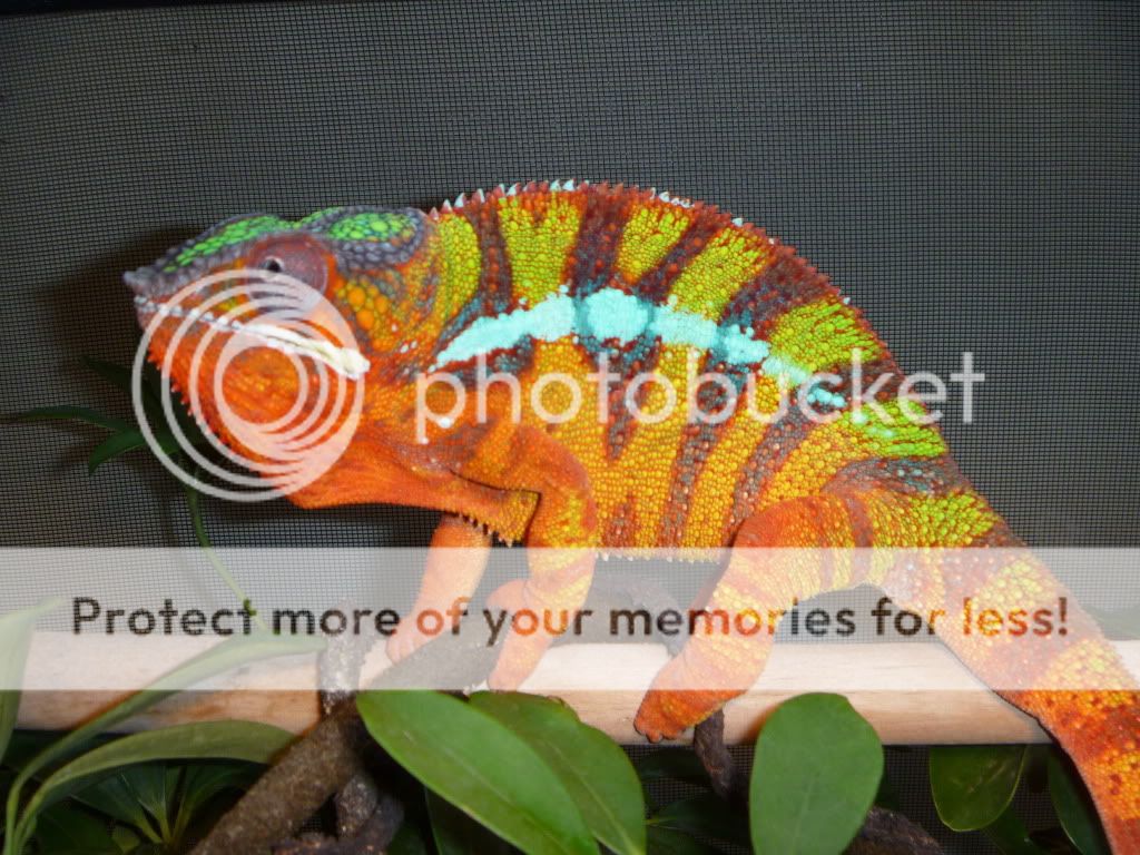 Pictures2010059.jpg