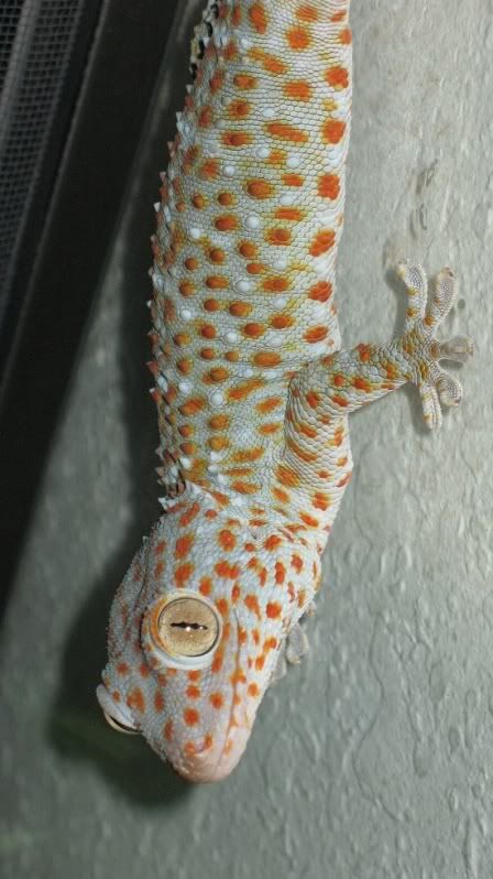 GoldenGecko015.jpg