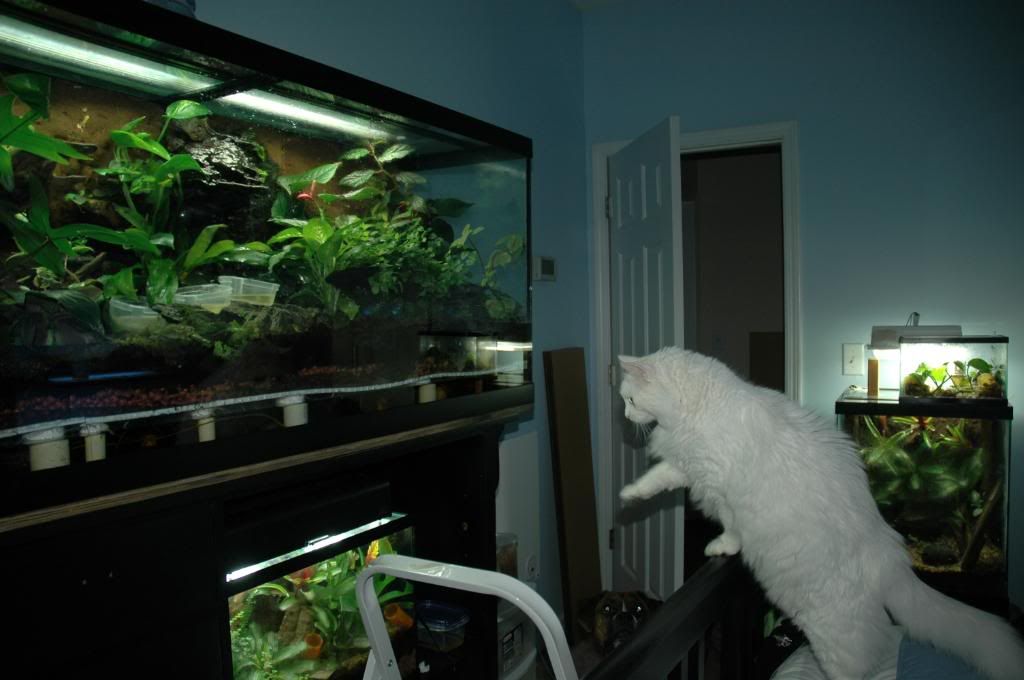 Isaacthefrogs005.jpg