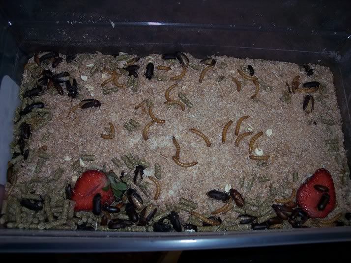 mealwormbeetles.jpg