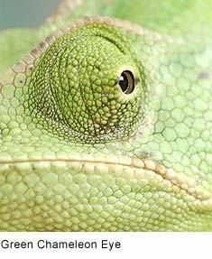 chameleon_eye.jpg