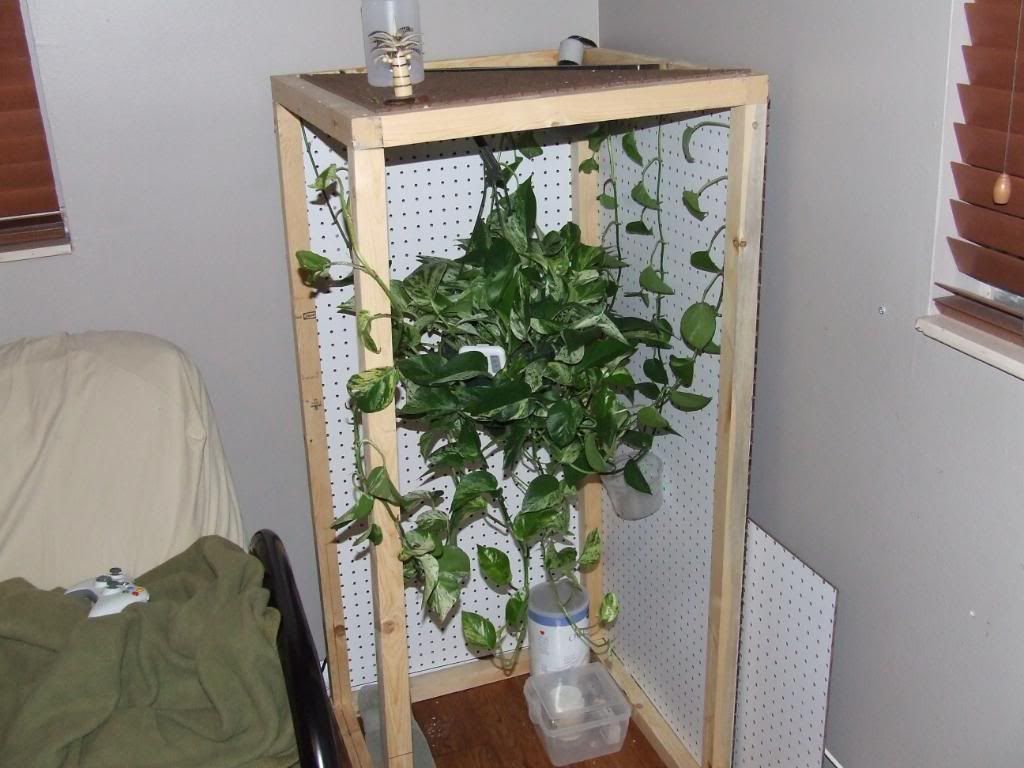 cagebuild027.jpg