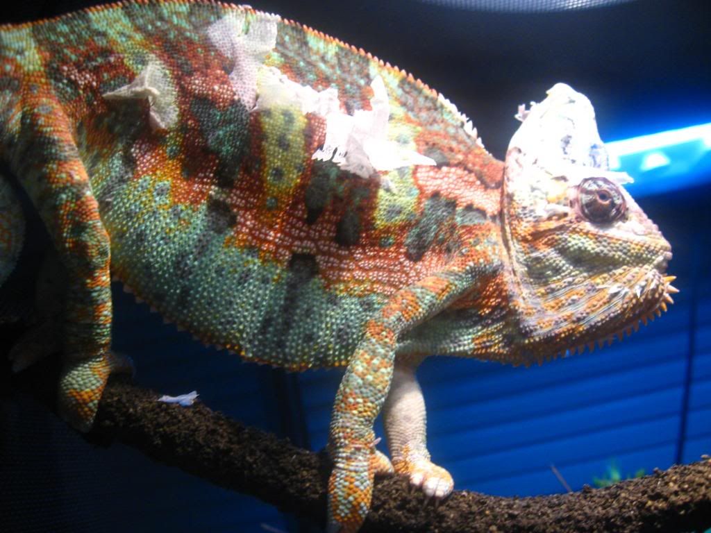 animals568.jpg