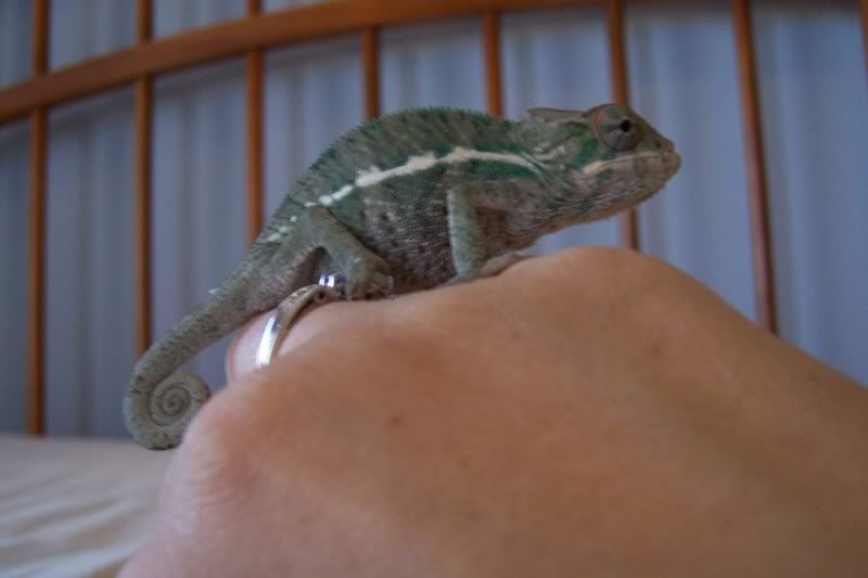 reptiles022.jpg