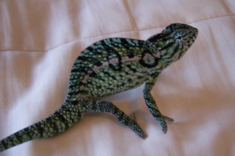 tikireptiles063.jpg