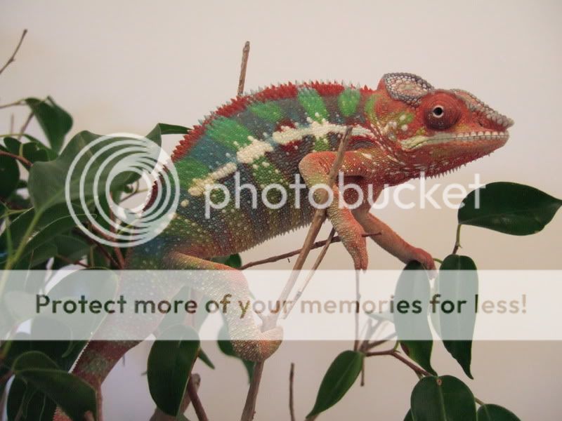 DSCF4613.jpg