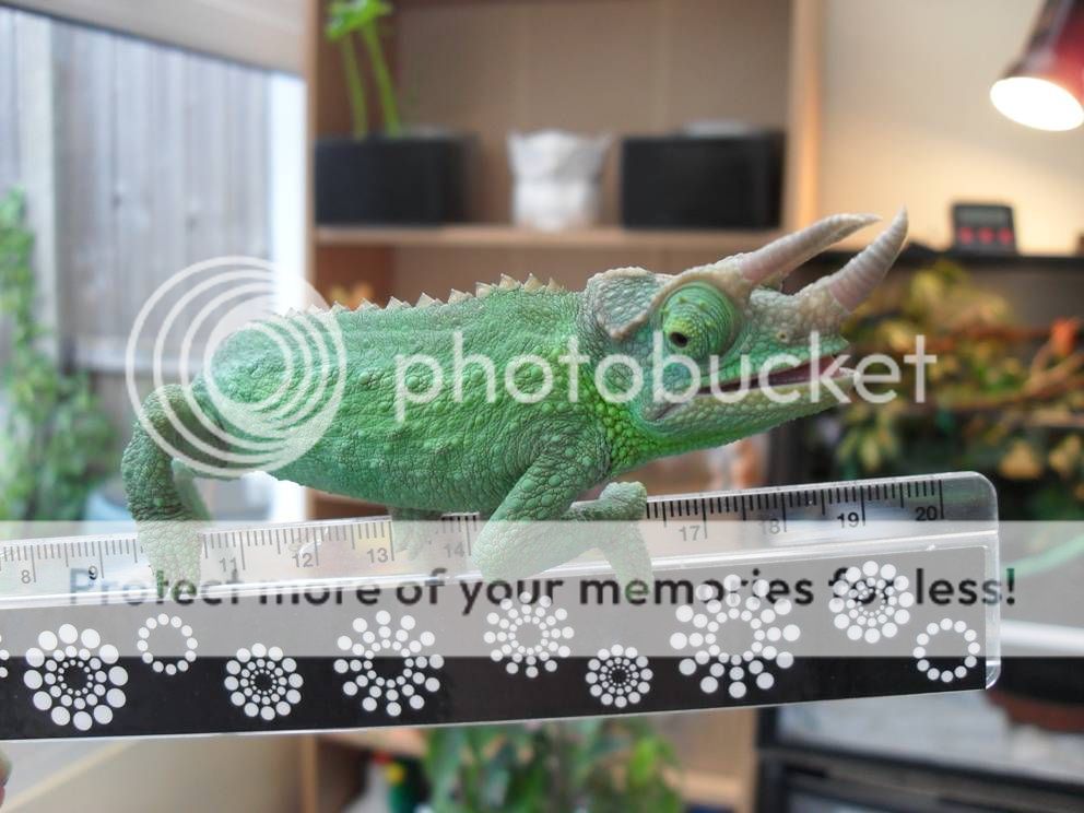 Measurements.jpg