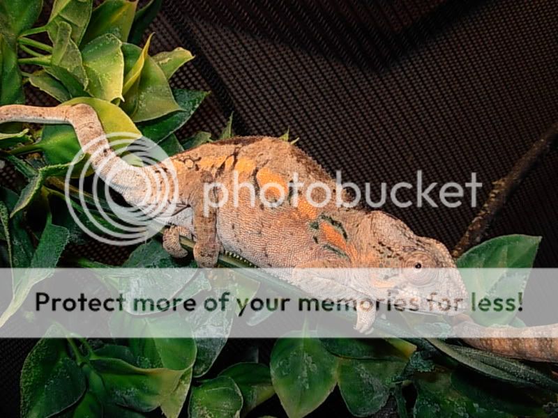 DSCN6275.jpg