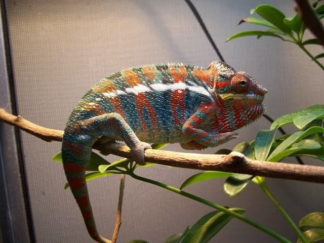 Fierce002.jpg