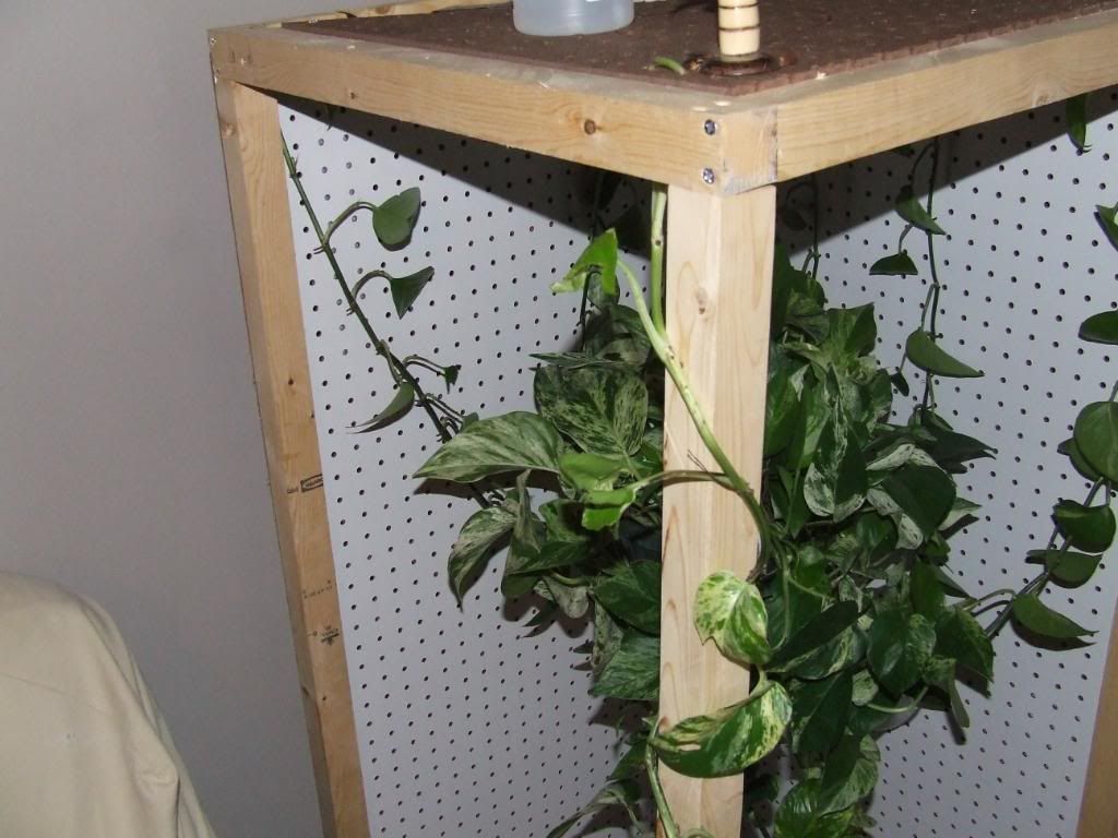 cagebuild026.jpg