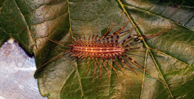 Insect2.jpg