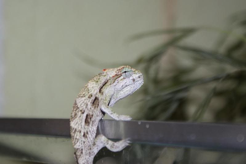 bitaeniatus_uganda_female.jpg