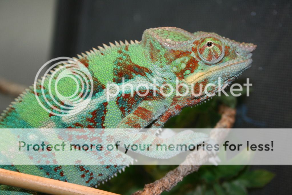 somepics033.jpg