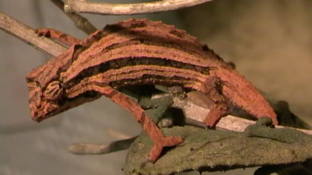 pygmygeckos024.jpg