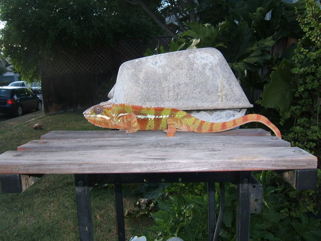 DSCF6724.jpg