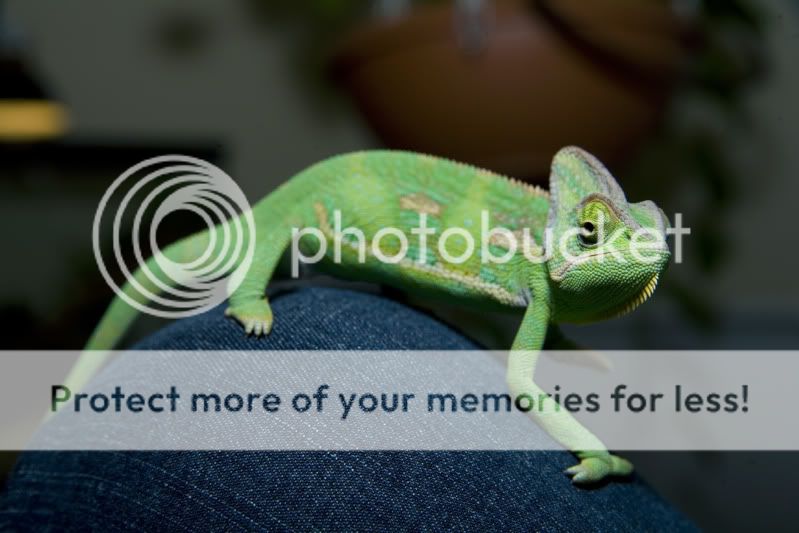 03272012_bugsy.jpg