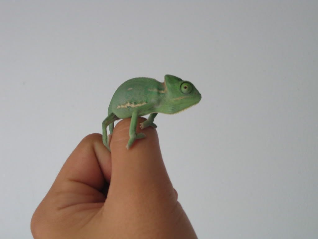 chameleons017.jpg