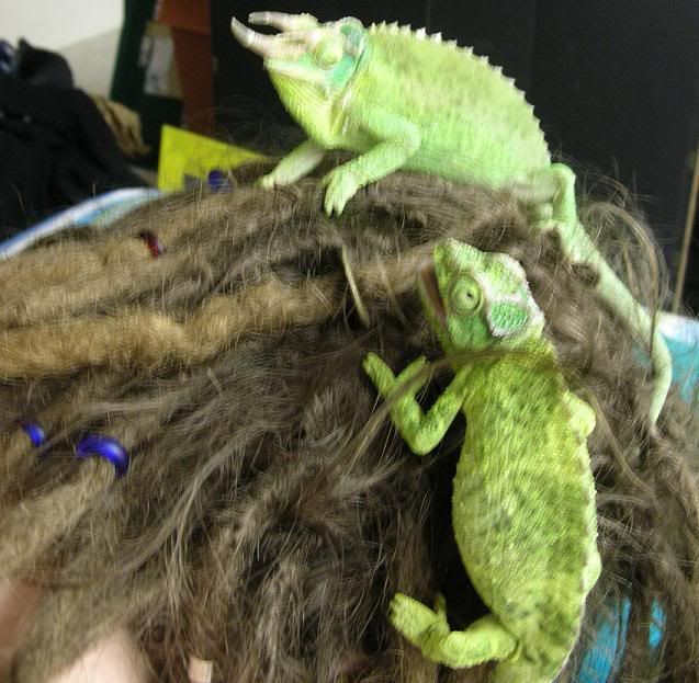 chameleonhead.jpg