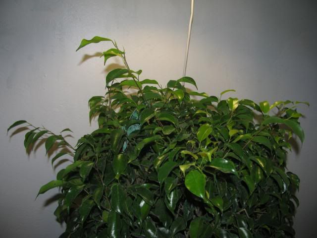 IMG_3588.jpg