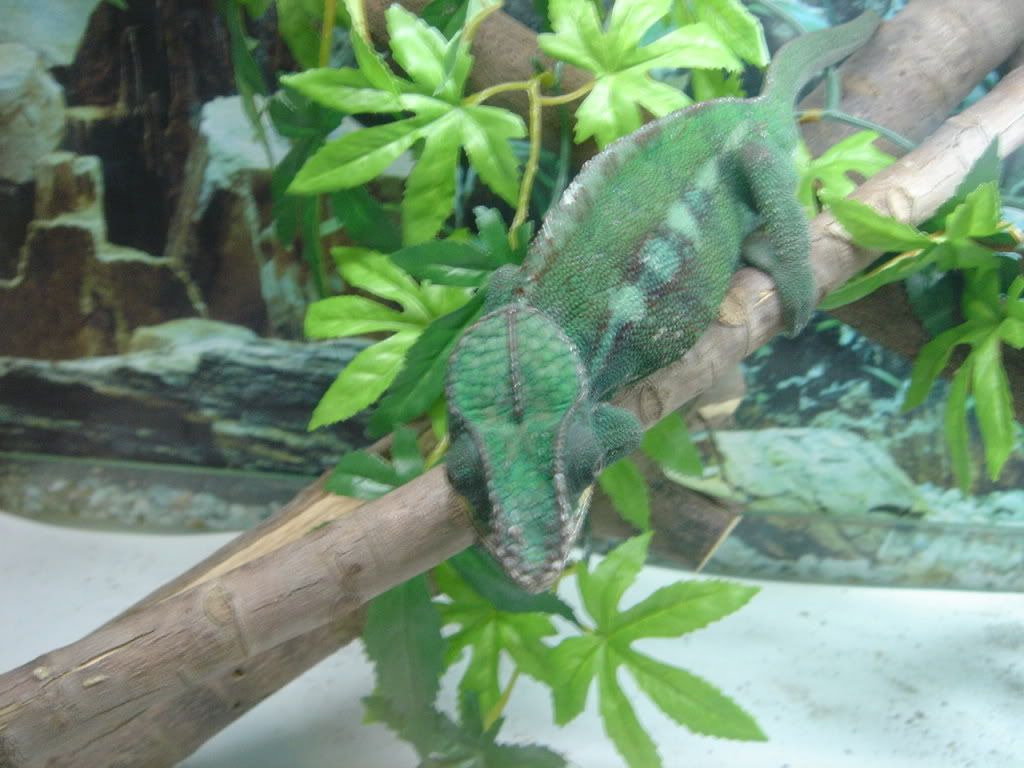DSC00436.jpg