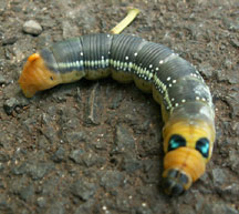daphnis_nerii_cat_pukalani.jpg