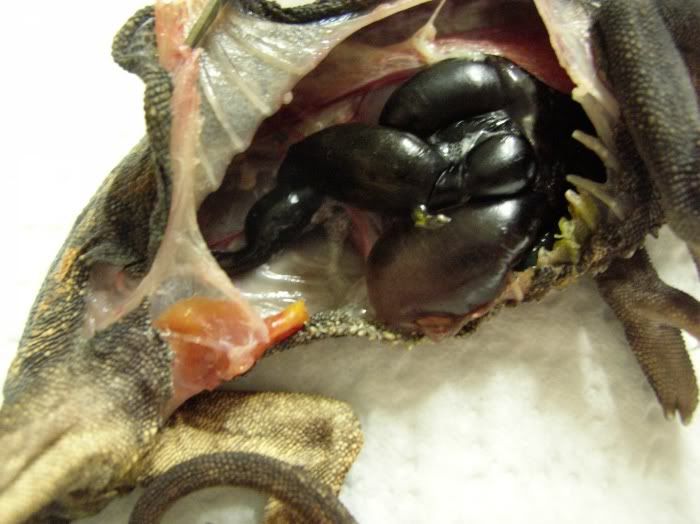 bodycavity1.jpg