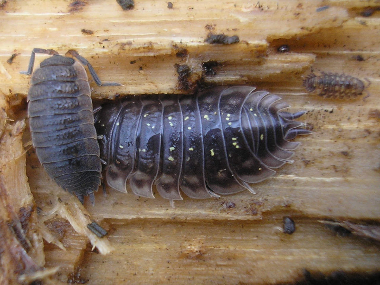 Porcellio_scaber_and_Oniscus_asellus_-_Zaln%C3%A920070205.jpg