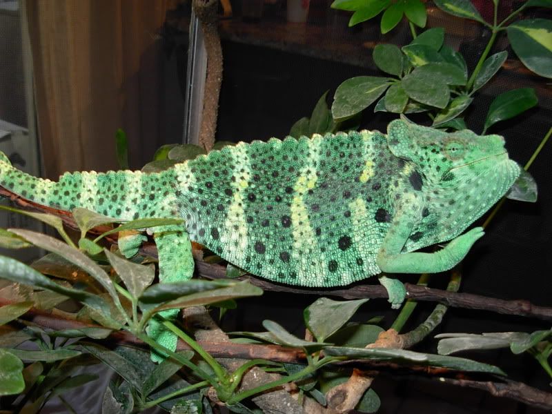 DSCN5525.jpg