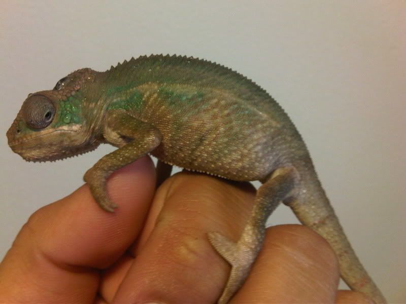 chameleon5018.jpg