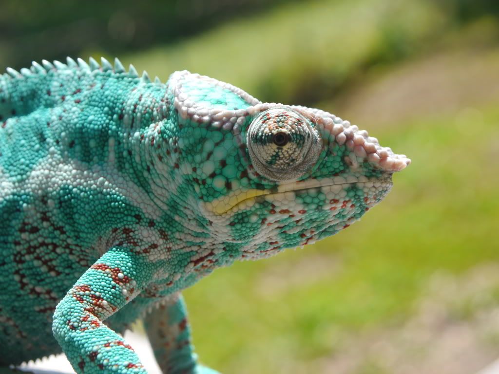 _1070147.jpg